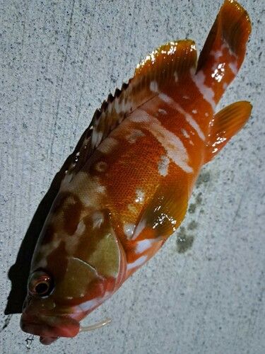 アカハタの釣果