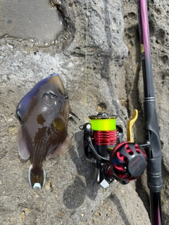 ツマジロモンガラの釣果