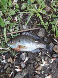 ブルーギルの釣果