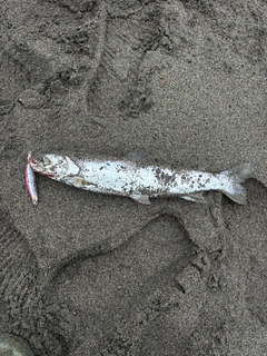 アメマスの釣果