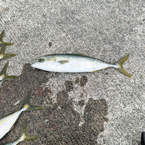 フクラギの釣果