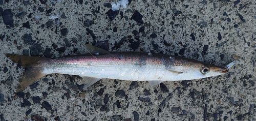 カマスの釣果
