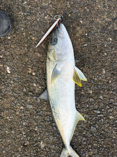 ヒラマサの釣果