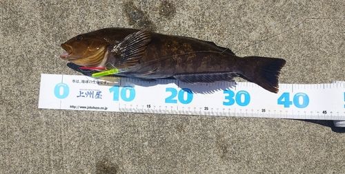 アイナメの釣果