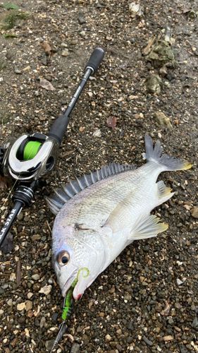 キビレの釣果