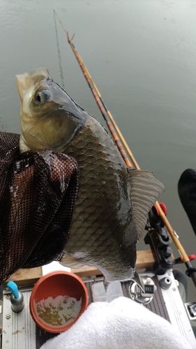 ヘラブナの釣果