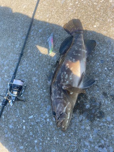 アラの釣果