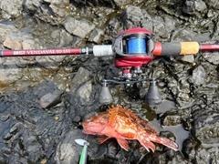 アカエソの釣果