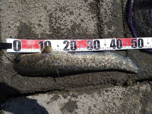 ナマズの釣果
