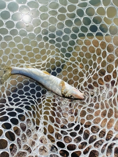 ニゴイの釣果
