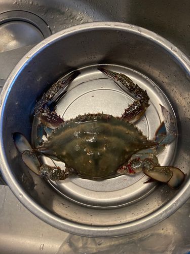 ワタリガニの釣果