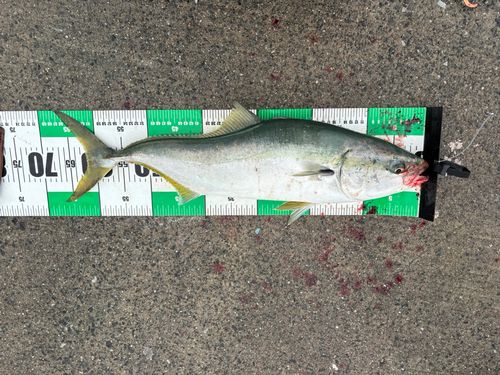 ワラサの釣果