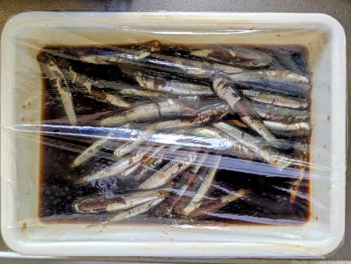 カタクチイワシの釣果