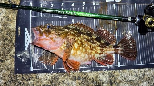 カサゴの釣果