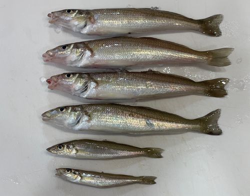 キスの釣果