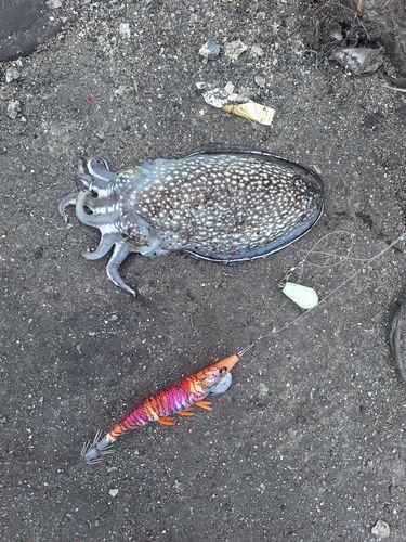 コウイカの釣果