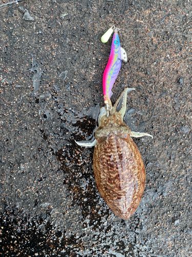 コウイカの釣果
