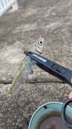 イワシの釣果