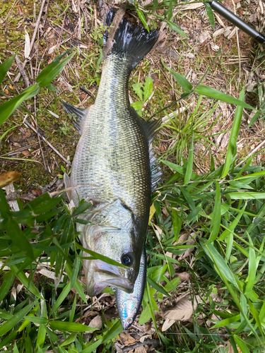 島根県で釣れたブラックバスの釣り・釣果情報 - アングラーズ | 釣果