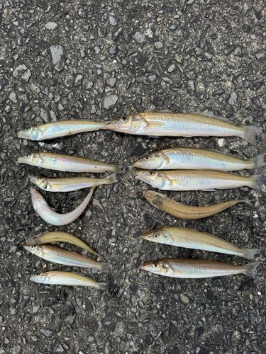 キスの釣果