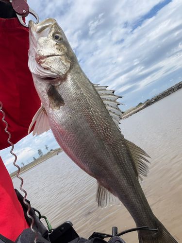 スズキの釣果