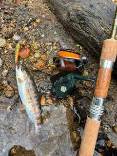 ヤマメの釣果