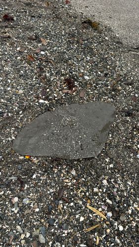 ツバクロエイの釣果