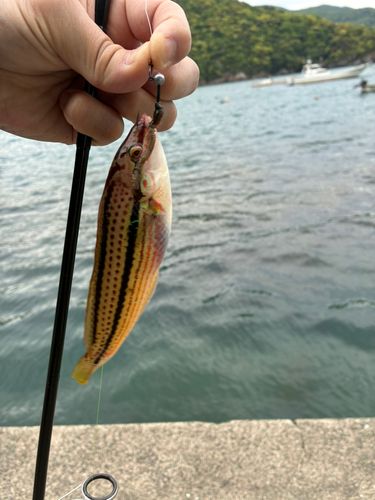 キュウセンの釣果