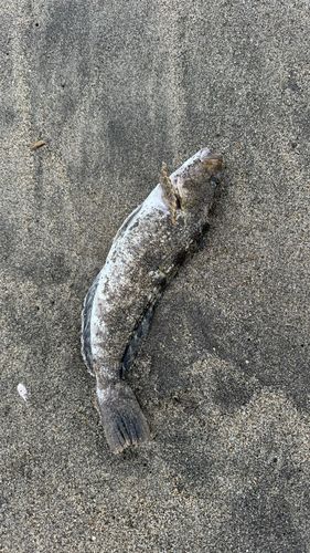 アイナメの釣果