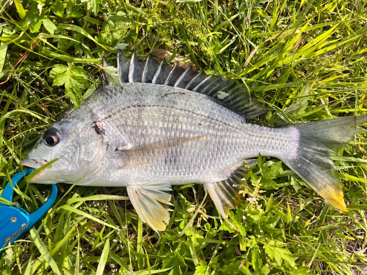 キチヌの釣果写真