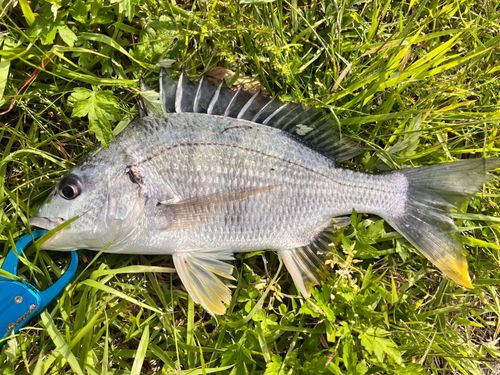 キチヌの釣果