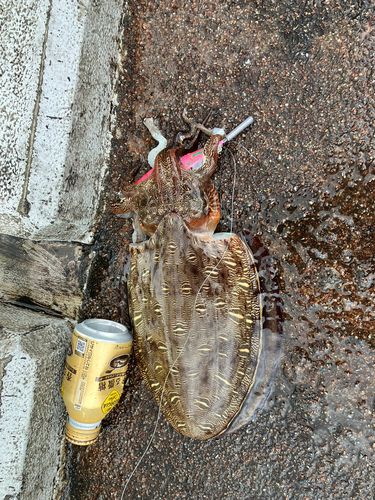 モンゴウイカの釣果