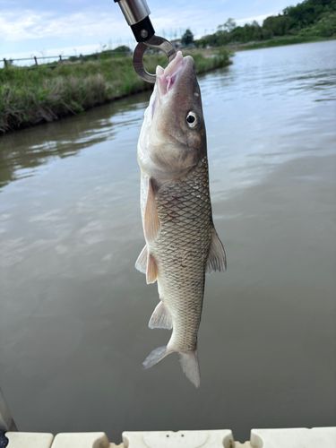 ニゴイの釣果