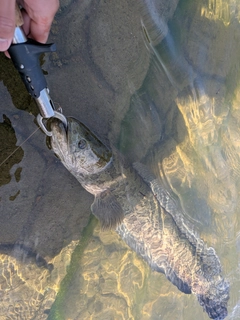 ライギョの釣果