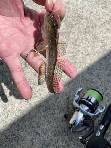 マハゼの釣果