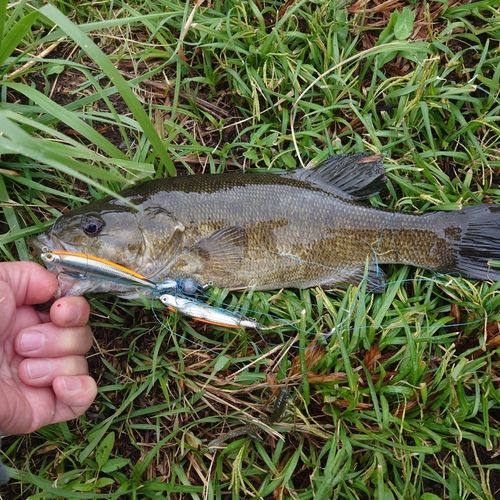 スモールマウスバスの釣果