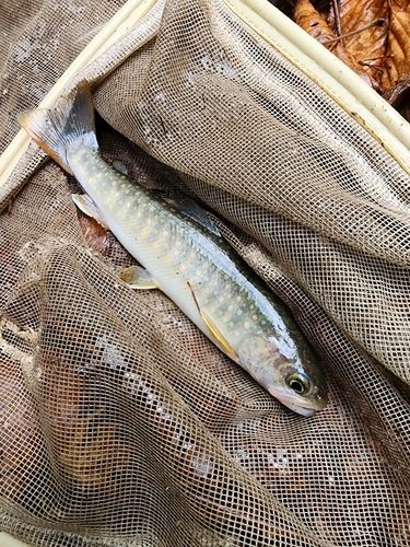 イワナの釣果