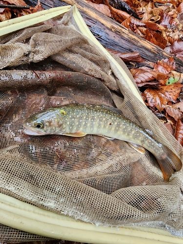イワナの釣果