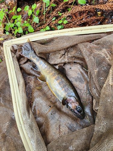 イワナの釣果