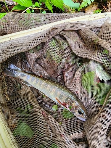 イワナの釣果