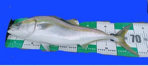 ワラサの釣果