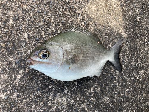 イスズミの釣果