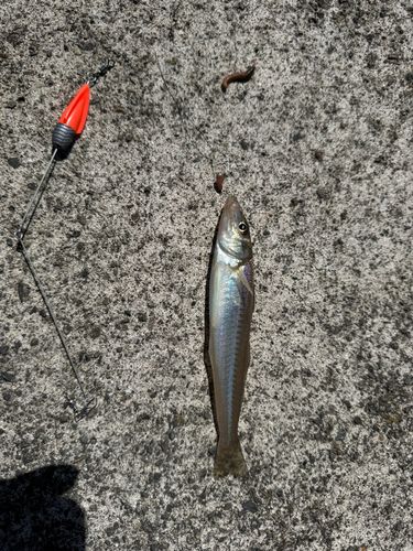 キスの釣果