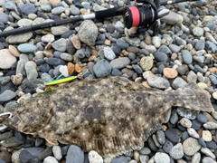 ヒラメの釣果