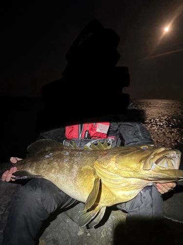 玄界灘で釣れたクエの釣り・釣果情報 - アングラーズ | 釣果600万件の
