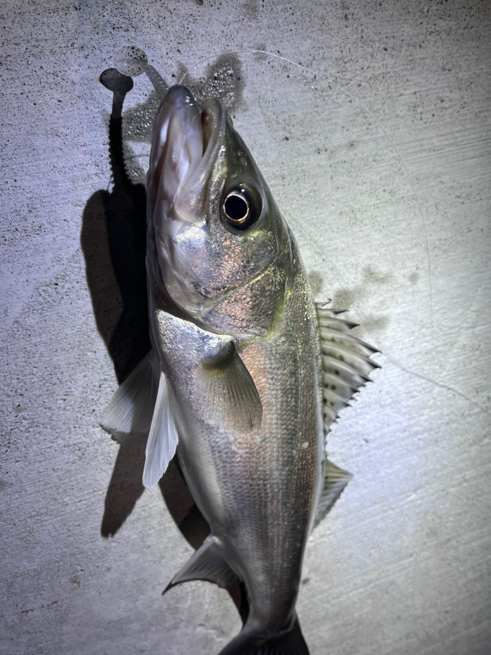 SHIMANO 23ディアルーナ S86MLの最安値・インプレ・釣果 | 本音の