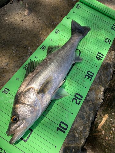 アングラー04672425さんの2026年05月05日(火)の釣行(大分県 - 守江湾