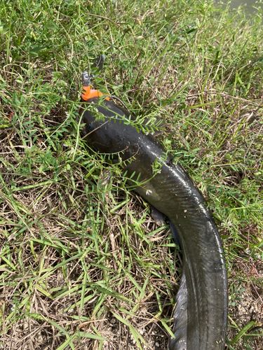 ナマズの釣果