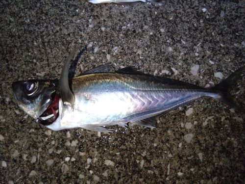 マアジの釣果