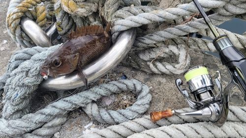 エゾメバルの釣果